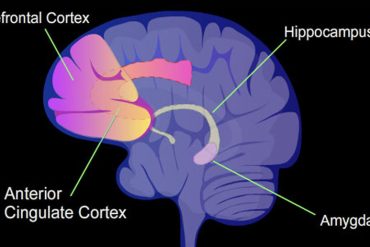 Sleep deprivation reduces attention and cognitive processing capacity