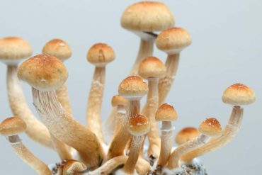 Study links anorexia nervosa to elevated opioid receptor levels in brain’s reward centers