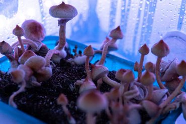Study links premature ejaculation to altered brain activity and neurotransmitter imbalances