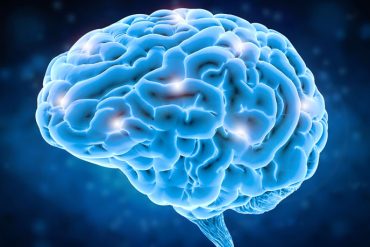 Neuroscientists identify brain pathway that prioritizes safety over other needs