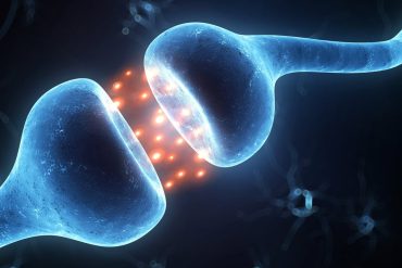 Neuroscientists target GluD1 receptor to repair, not just mask, chronic pain