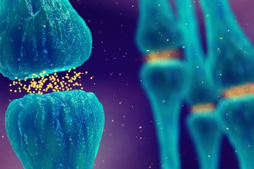 Older adults consuming more spermidine have better cognitive performance