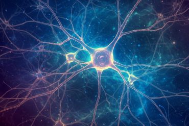 Brain scans shed light on how green space might support children’s cognitive development