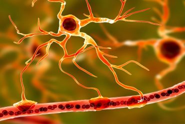 Neuroscientists uncover how sound processing shifts during sleep
